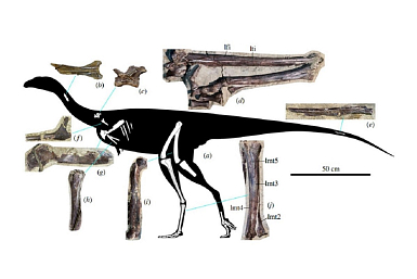 Палеонтолог СПбГУ описал новый вид динозавров‑бегунов из Кемеровской области